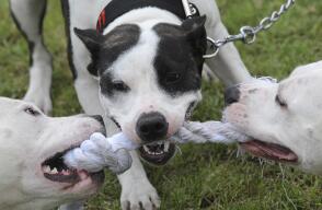 143190_Blu Radio // Perro pitbull / Foto: Referencia AFP