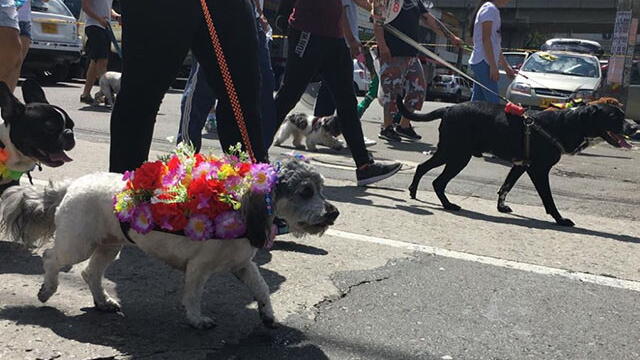 Vestidos de campesinos, mascotas rindieron homenaje a los silleteros de Santa Elena