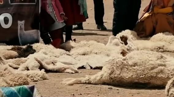 Cabras asesinadas por el 'chupacabras' Cabras asesinadas por el 'chupacabras'