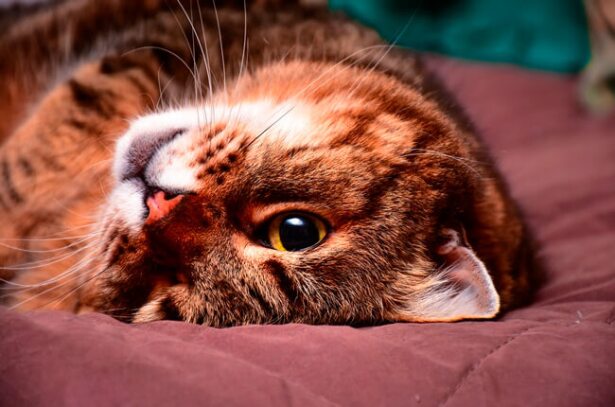cats_0.jpg