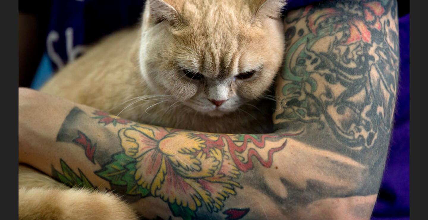 gato7_1.jpg