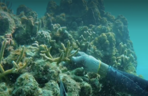 Un millón de corales por Colombia