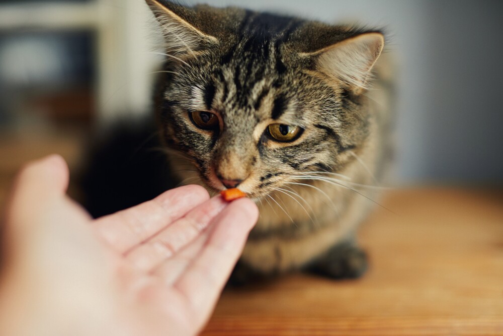 Woman with pet kitten