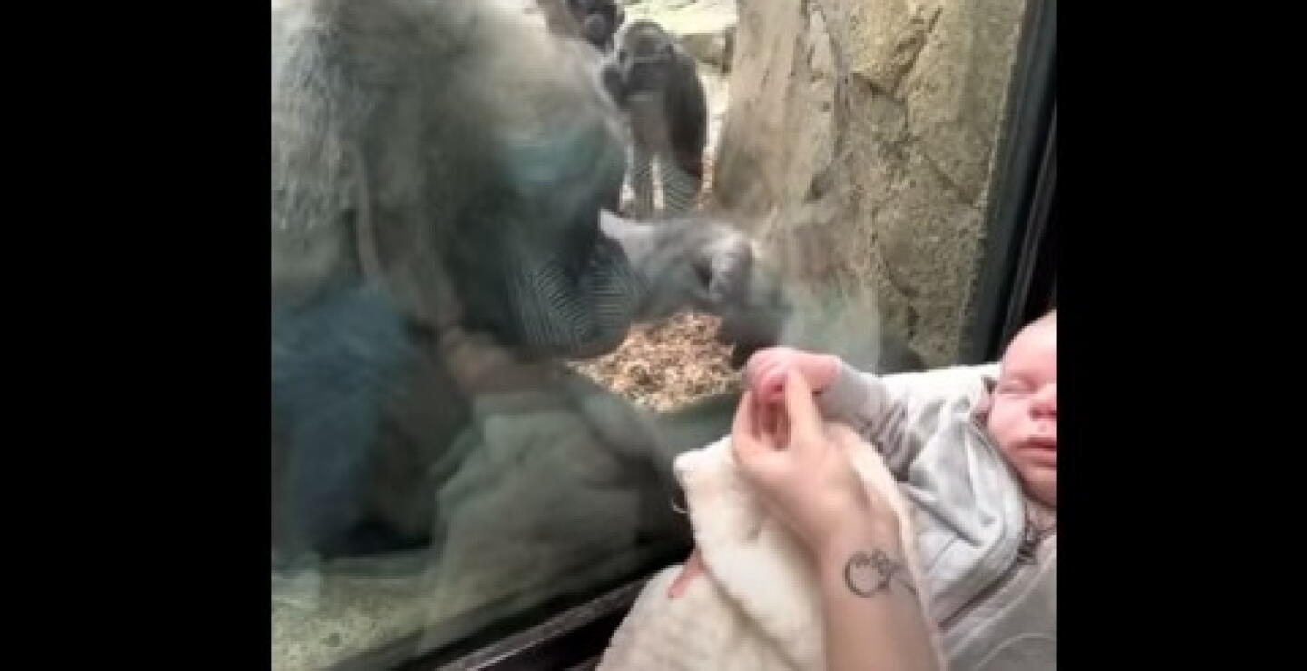Gorila queda fascinada con un bebé recién nacido