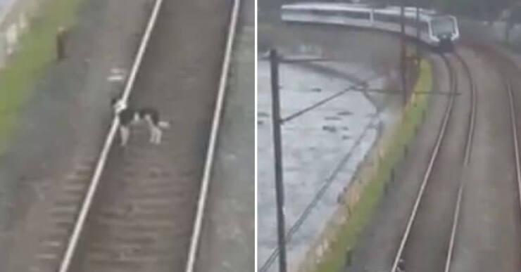 Perrito invadió carriles del metro de Medellín.