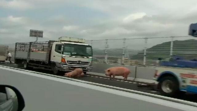 Cerdos quisieron escapar de su cita con el matadero y causaron revuelo en autopista Cerdos quisieron escapar de su cita con el matadero y causaron revuelo en autopista