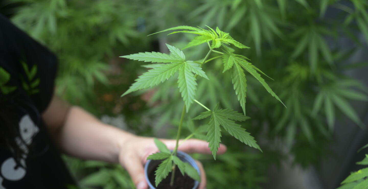 82255_Blu Radio / Marihuana / Foto: Referencia AFP.