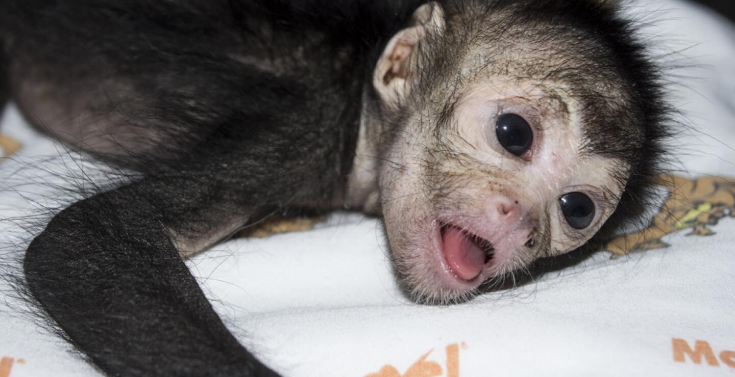 294102_Blu Radio / Se recupera ‘Olivia’, mono araña que se lesionó tras caer en Zoológico de Cali. Foto: Zoológico de Cali.