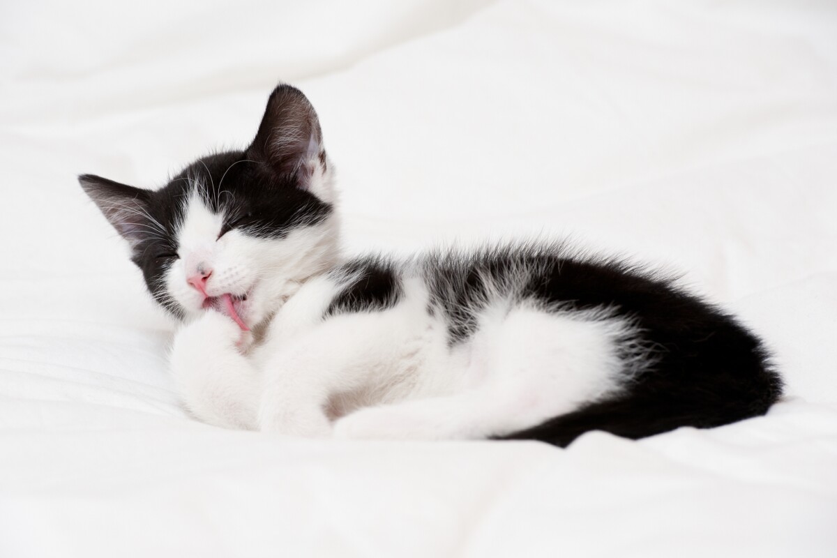 A old kitten licking his paw