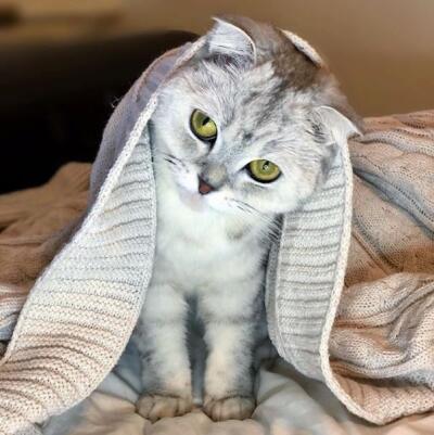 Gato