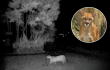 Puma es visto en La Calera