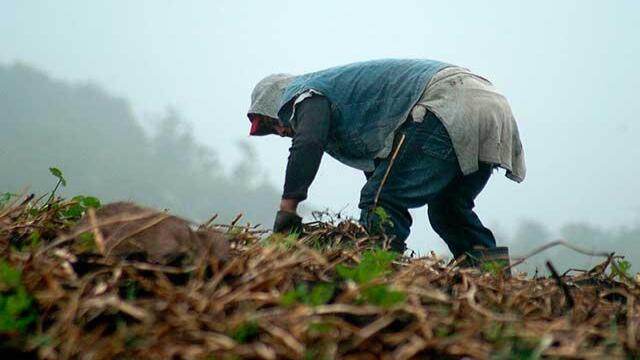 Jóvenes boyacenses ya no quieren trabajar en el campo y no es su culpa