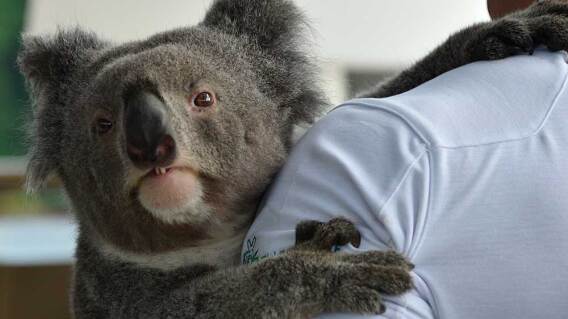 350225_BLU Radio. Koala / Foto: AFP