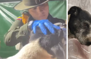 Cora, perrita perdida en cerro El Cable, apareció luego de cinco días y se reencontró con su familia