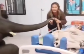 Elefante visita a su amo en un hospital 