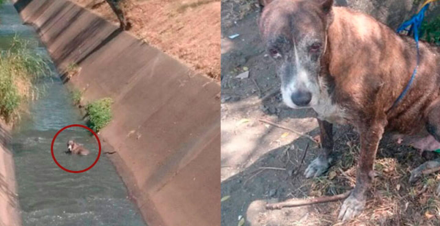 perrita-rescatada.jpg