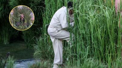 Cifra que recibieron los arbustos humanos en el show de Bad Bunny