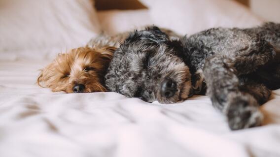 340290_BLU Radio. Mascotas durmiendo // Foto: Pixabay 340290_BLU Radio. Mascotas durmiendo // Foto: Pixabay