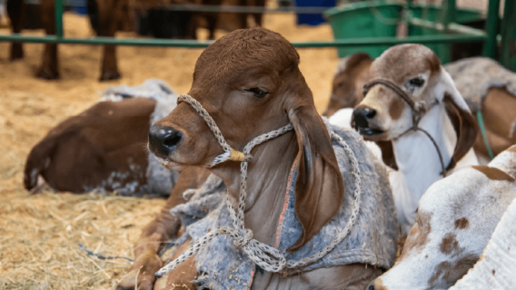 Agroexpo 2.png Agroexpo 2.png