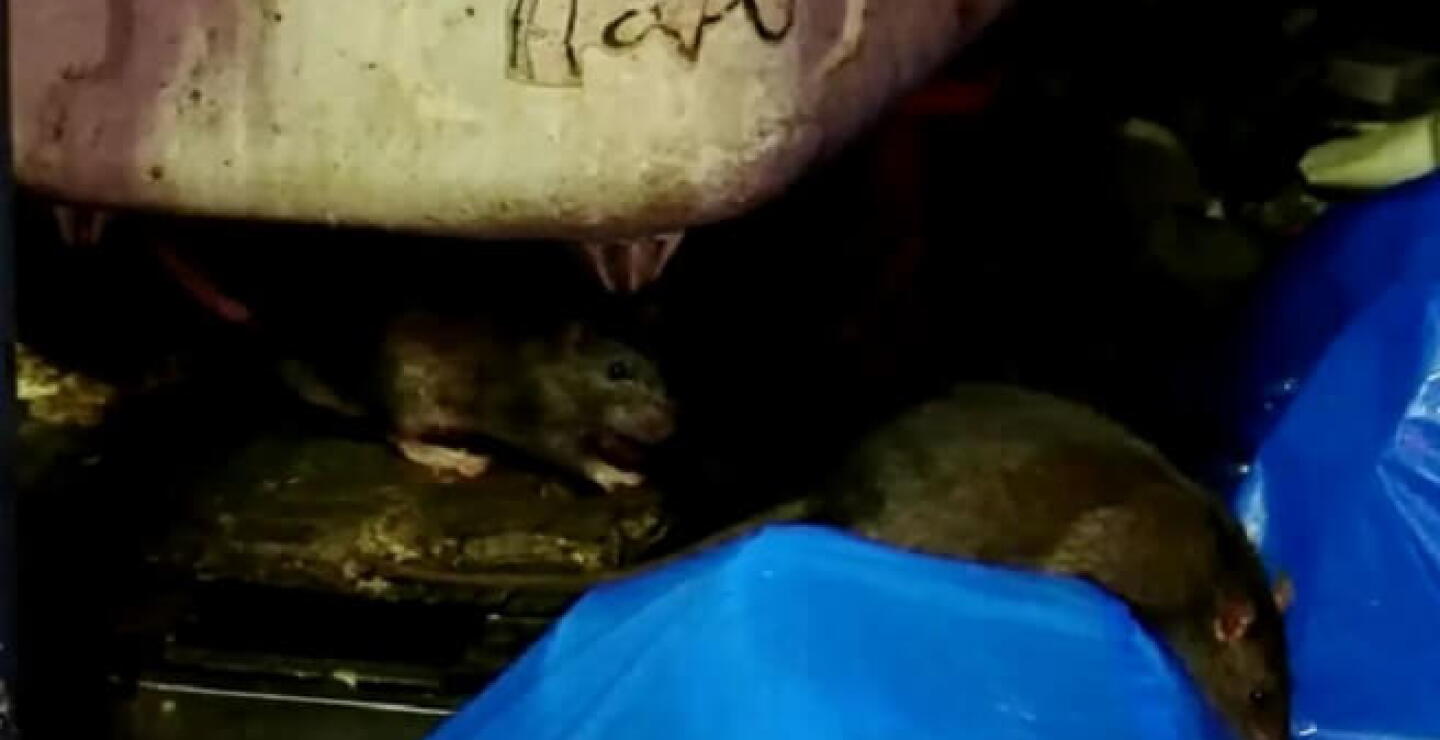 ratas_japon.jpg