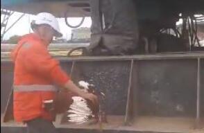 Polémica por sacrificio de gallo en obra del Metro de Bogotá