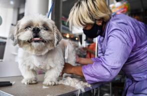 369733_Un año de perro no equivale a siete humanos // Foto: AFP imagen de referencia