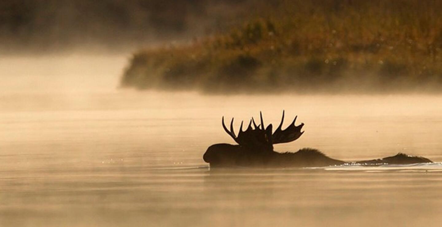 Imagen de un alce en el Grand Teton Natonal Park. Captada poco después del amanecer, cuando el animal cruza el Snake River.
