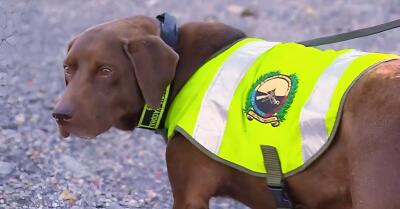 Perrito Polic Perrito Polic