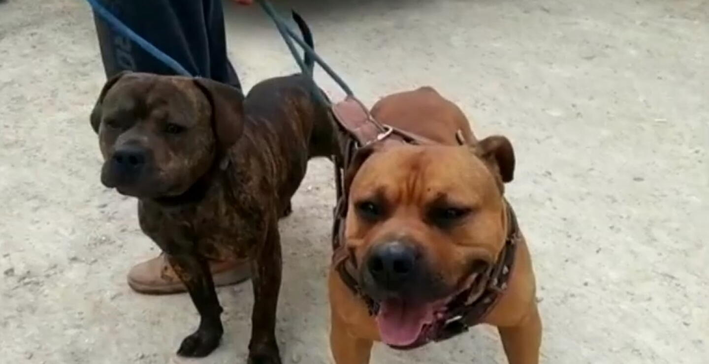 Bebé de 15 meses murió tras ser mordida por dos pitbulls en Italia