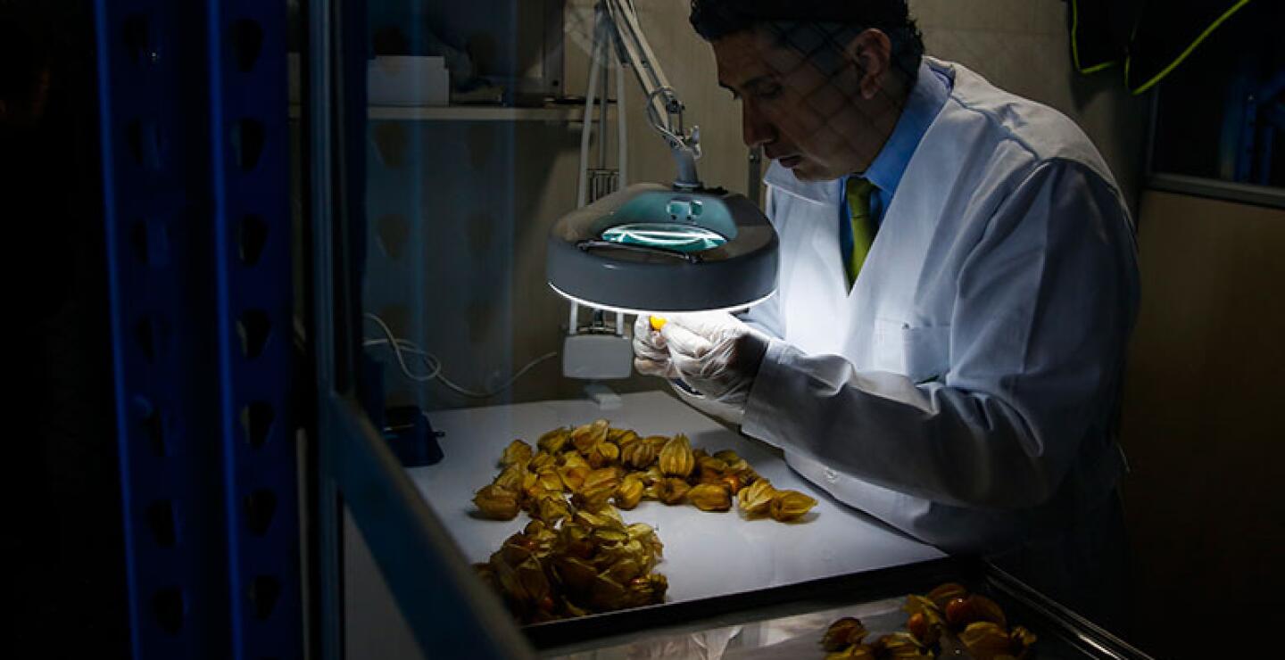 De igual forma, el jefe de la cartera de Agricultura aseguró que al no realizarse este proceso de tratamiento de frío, el cual bajaba la calidad de la fruta, los costos de producción se reducirán en un 40 %.