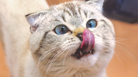 Día del Gato Día del Gato