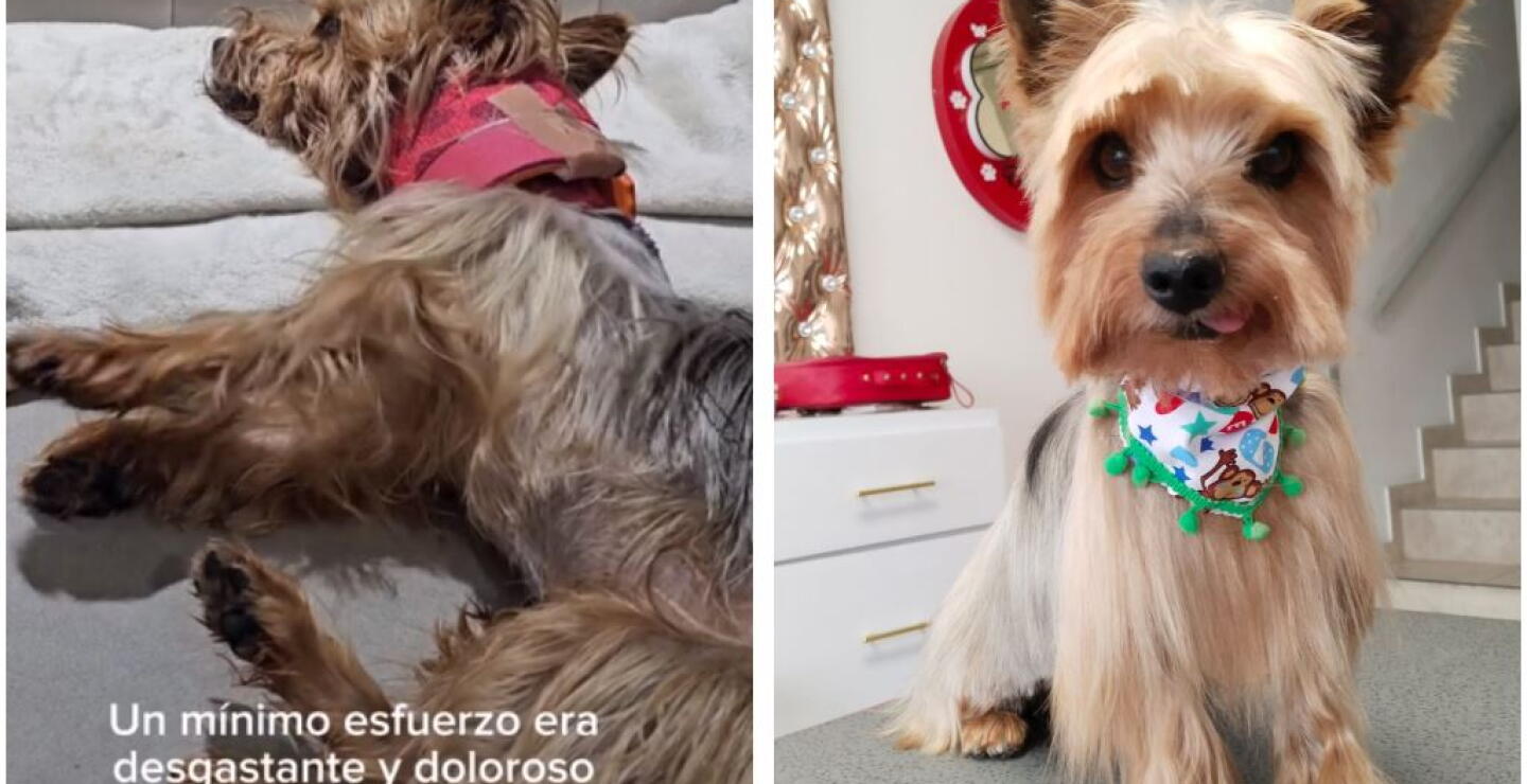 Bruno, el valiente perrito que volvió a caminar después de un terrible accidente