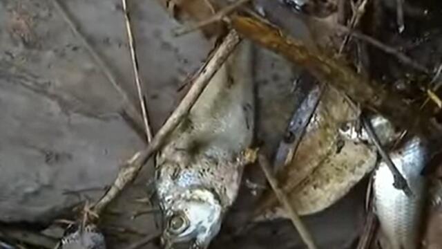 Tragedia ambiental en Meta tras ruptura de tubería producto de actividades petroleras Tragedia ambiental en Meta tras ruptura de tubería producto de actividades petroleras