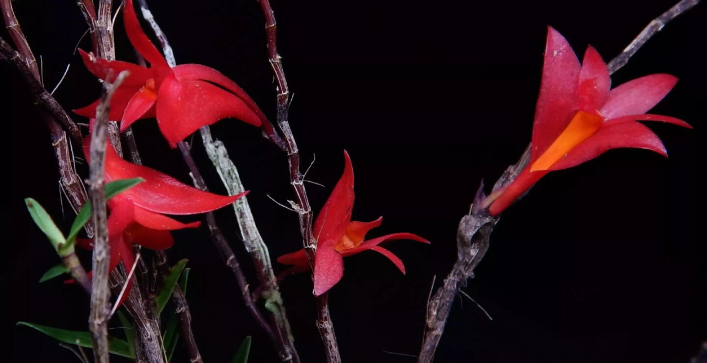  Una orquídea que vive en la cima de un volcán:  Dendrobium azureum
