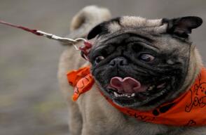 ¿A qué se deben las alergias en las mascotas y cómo tratarlas? 