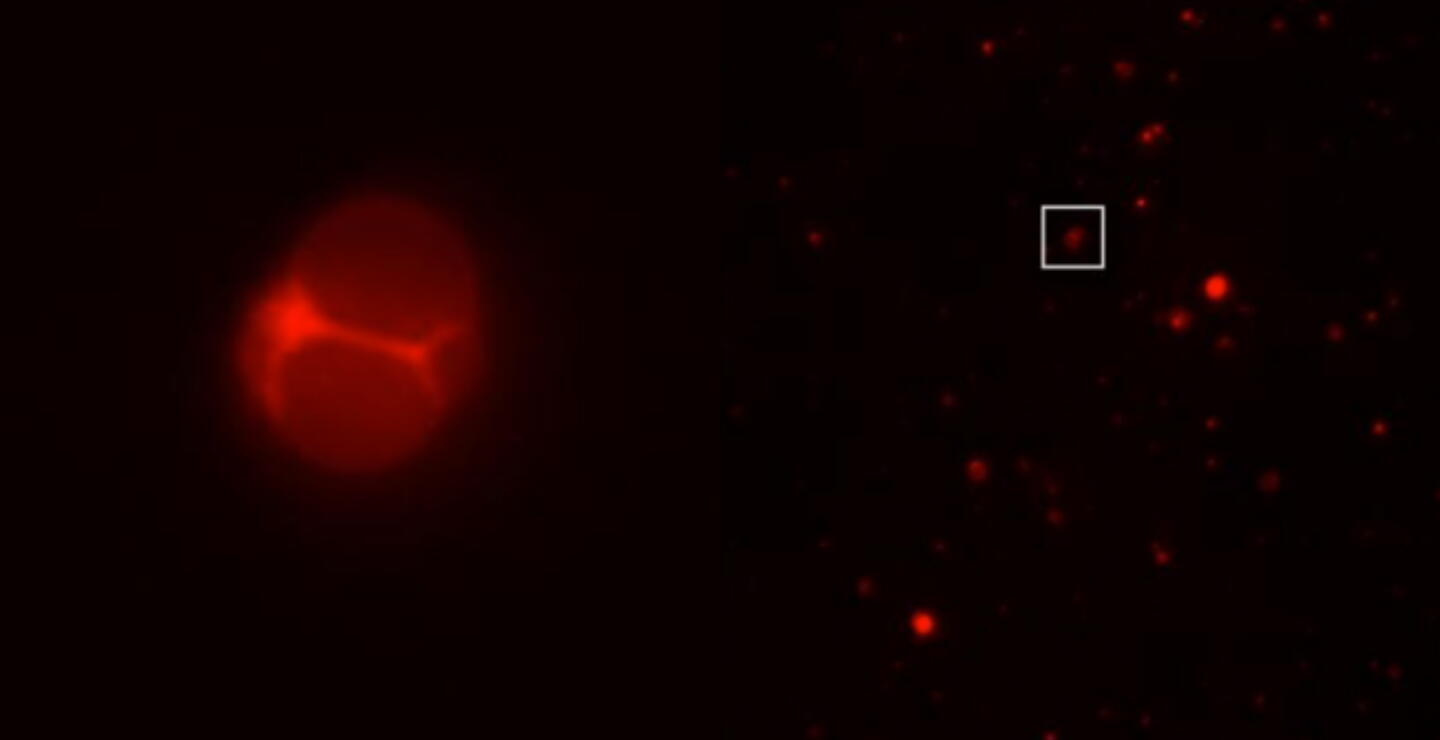 Crean la primera célula que sería capaz de crecer y reproducirse por sí sola: