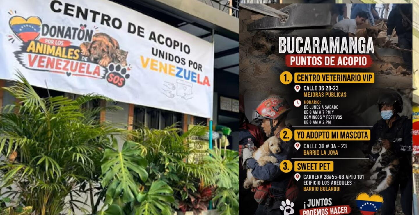Bucaramanga se une con una donatón para las mascotas afectadas en Venezuela.jpg