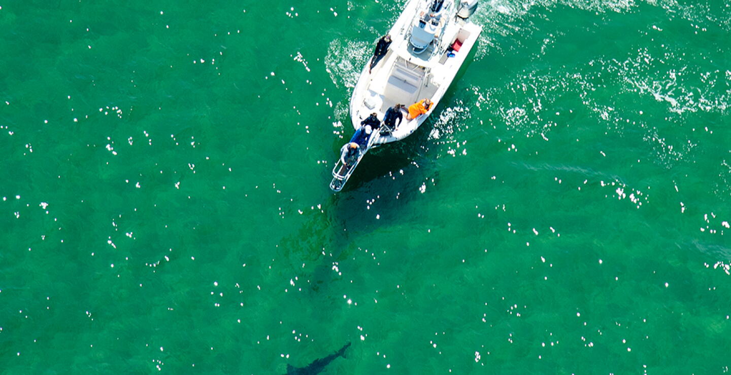 347101_Protección de tiburones // Foro: AFP - imagen de referencia