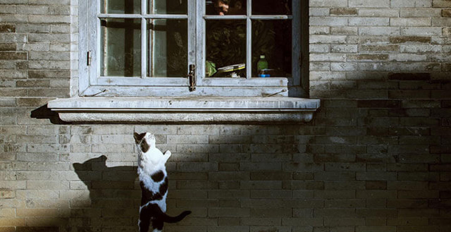 gata_4.jpg