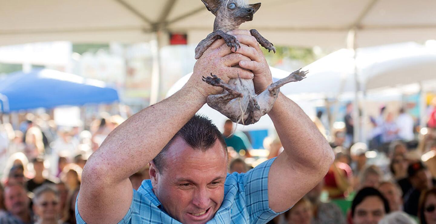 Quasi Modo venció a otros 25 canes en el concurso que premia la imperfección, dijeron los organizadores.