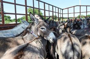 Burros