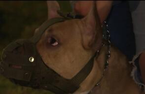 Mujeres recatan pitbull amarrado en canecas de basura: lo utilizaban para peleas ilegales