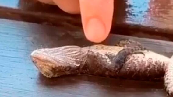 354607_Foto: Bomberos Gordon Nueva Gales