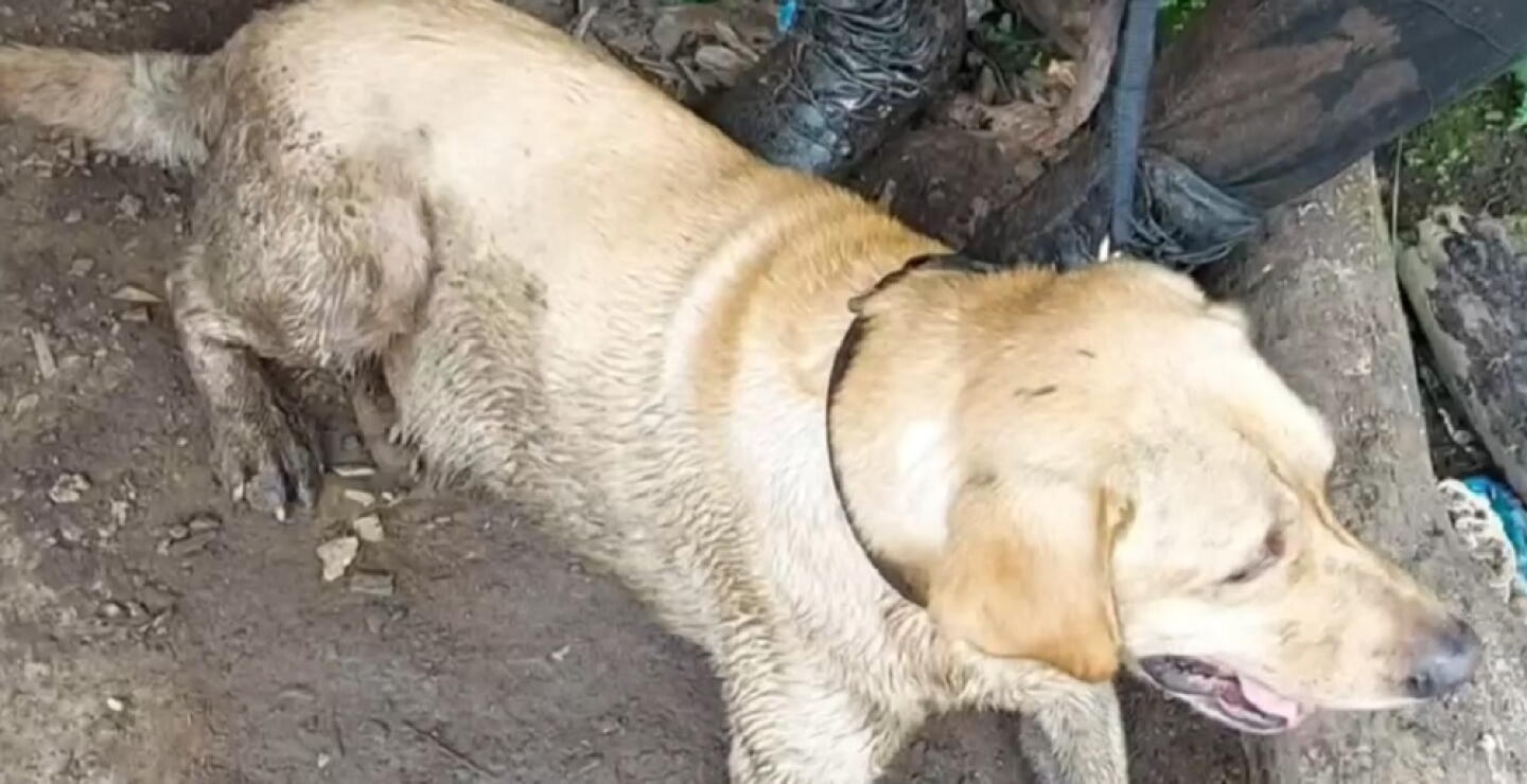 Militares asesinados en Antioquia no contaban con perros antiexplosivos hace dos meses