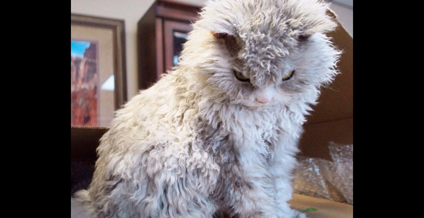 gato11.jpg