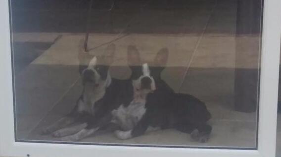 292557_Blu Radio / Delincuentes ingresaron a una casa campestre en Dapa y se robaron hasta las mascotas. Foto: Cortesía.