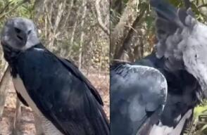 De esta manera, Colombia busca preservar al águila arpía, un ave en peligro de extinción