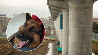 Metro de Bogotá será pet friendly: Hashi fue presentado como el primer perro en subir a la Línea 1