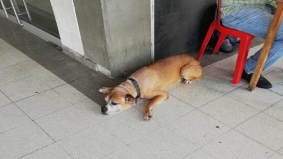 346381_BLU Radio. 'Gato', el perro perdido en Metrolínea / Foto: Metrolínea