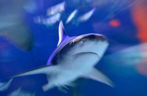 351304_Tiburón // Foto: AFP